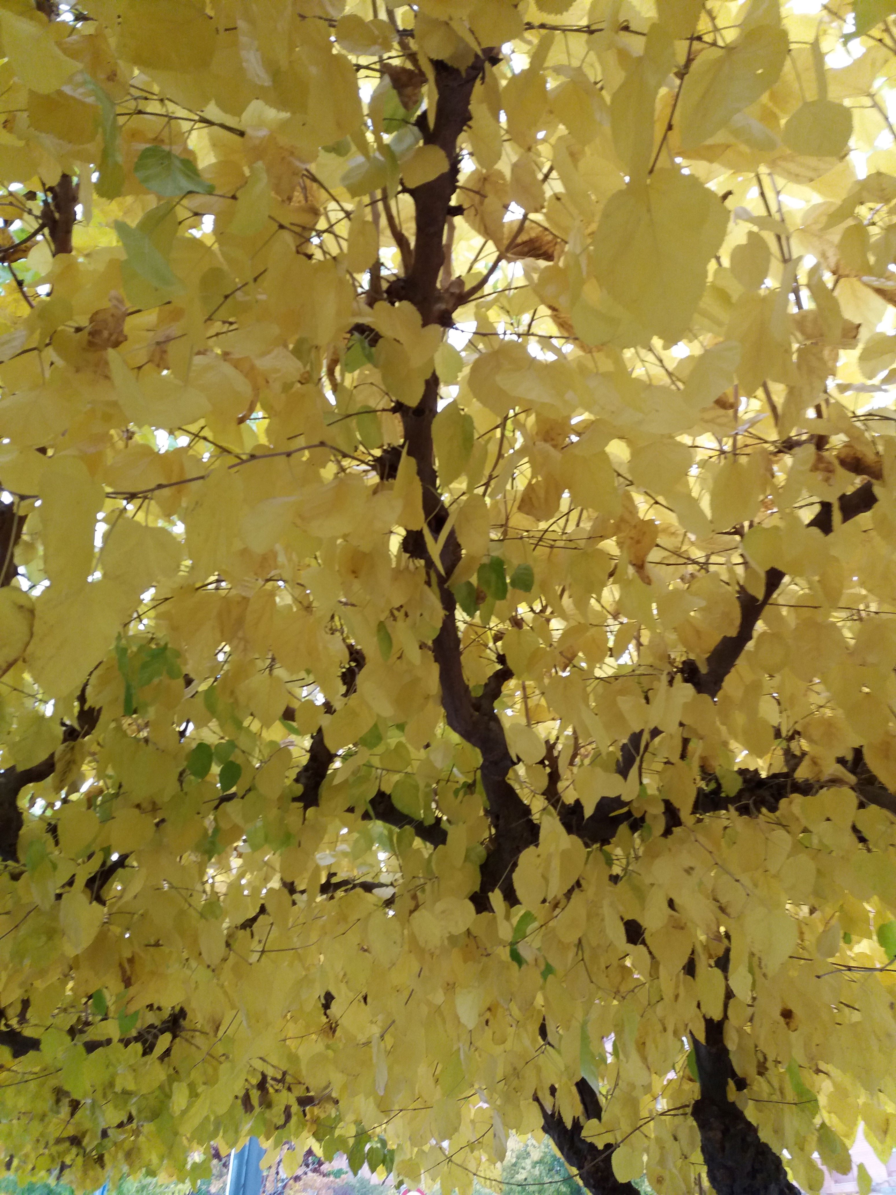 PARCELAS DE TERRENO RUSTICO A LA VENTA EN YECLA