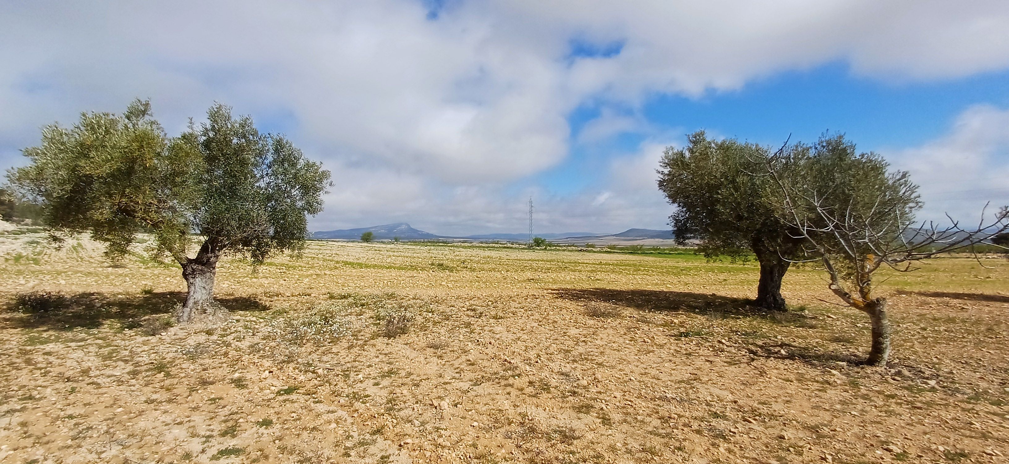 CAMPO CON COCHERA JUNTO A MONTES DE PINOS Y EN YECLA