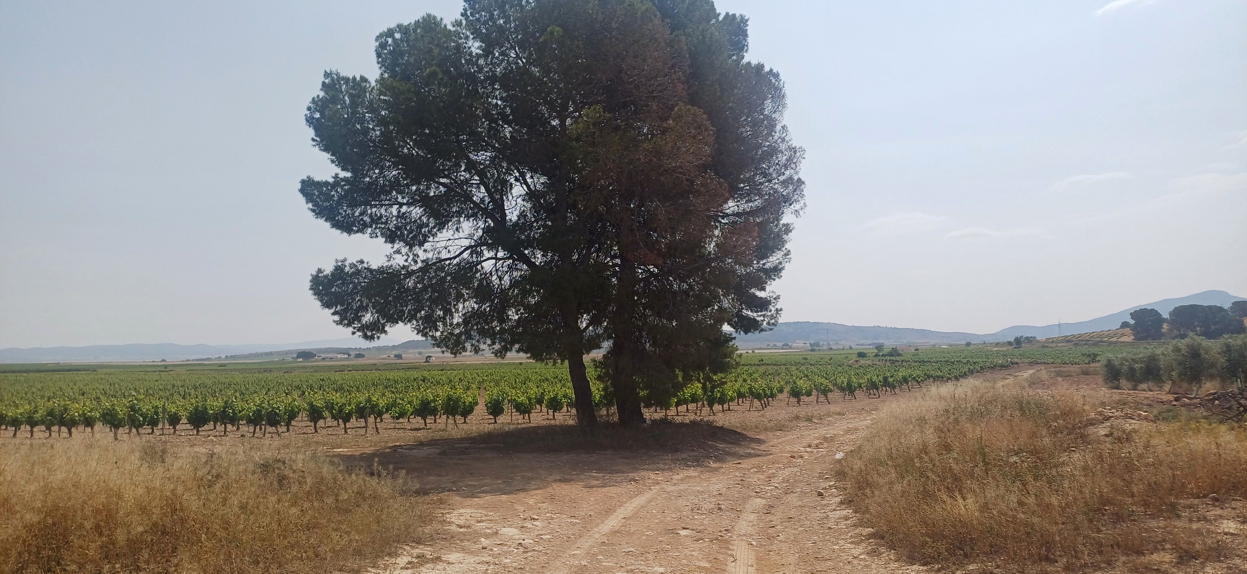 CAMPO CON CASA 157 METROS Y EN EL TERMINO DE YECLA