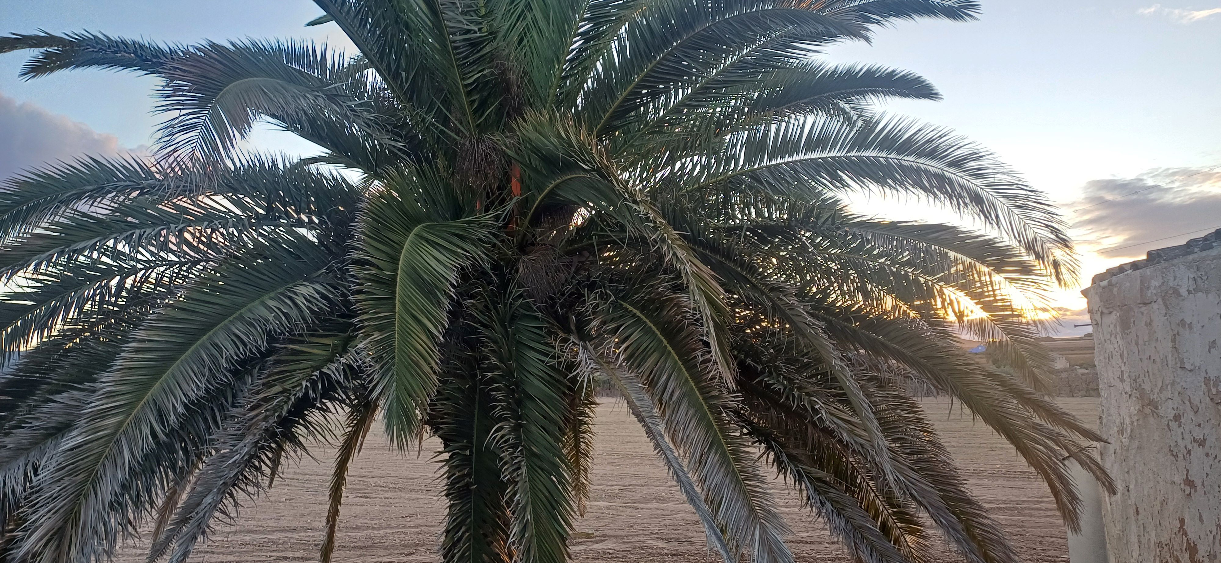 TERRENO RUSTICO CON AGUA DE POZO Y CASA EN YECLA