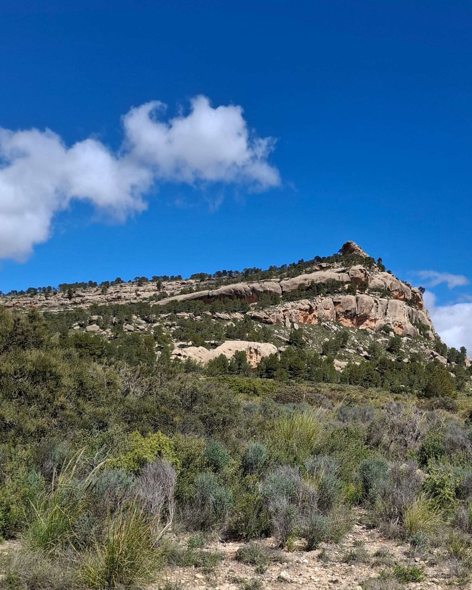 TERRENO RUSTICO DE 19.337 MTS. EN LAS CABEZUELAS Y EN YECLA