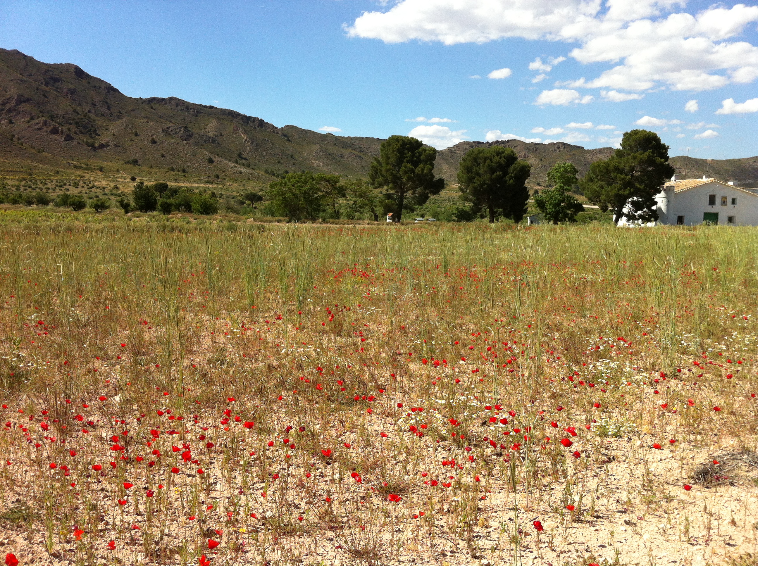 FINCA ENTRE YECLA Y CAUDETE