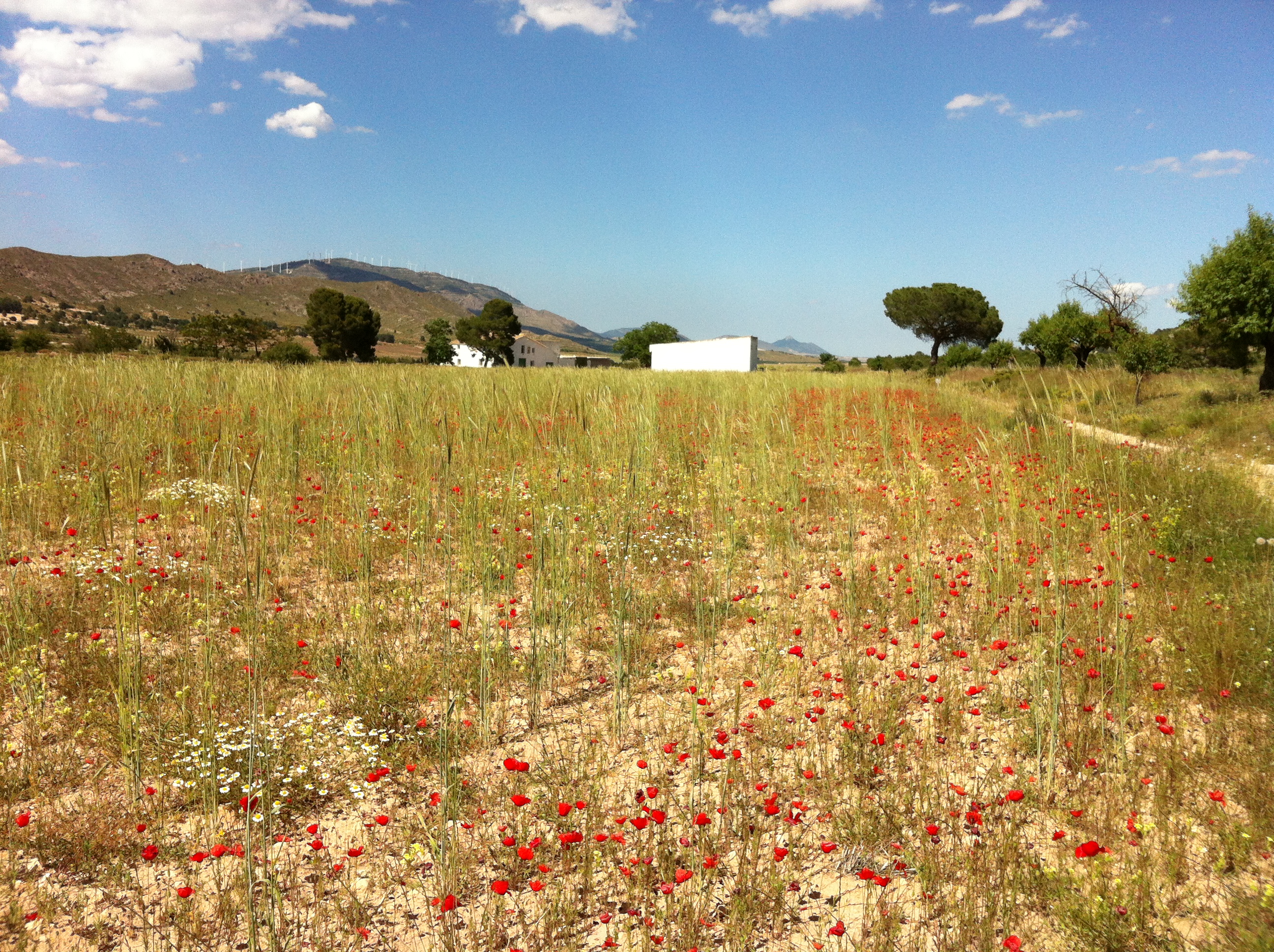 FINCA ENTRE YECLA Y CAUDETE