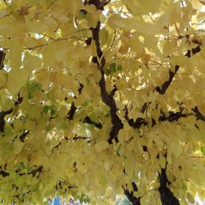 PARCELAS DE TERRENO RUSTICO A LA VENTA EN YECLA