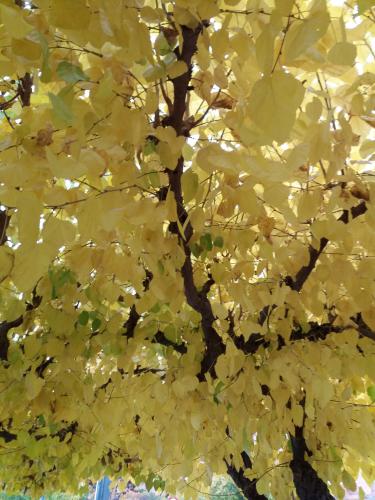 PARCELAS DE TERRENO RUSTICO A LA VENTA EN YECLA