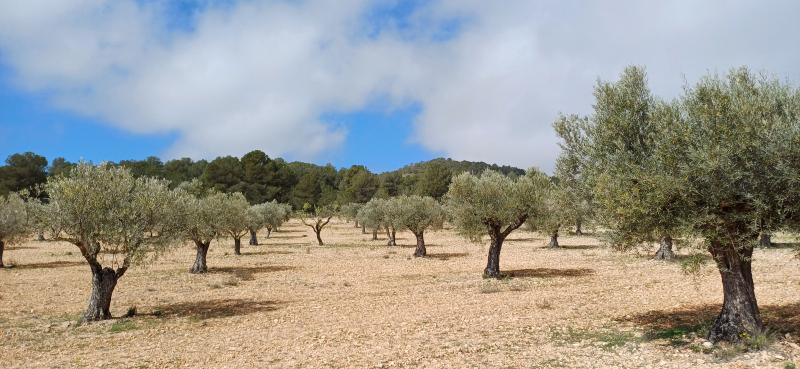 CAMPO CON COCHERA JUNTO A MONTES DE PINOS Y EN YECLA