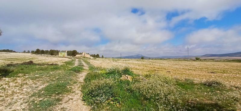 CAMPO CON COCHERA JUNTO A MONTES DE PINOS Y EN YECLA