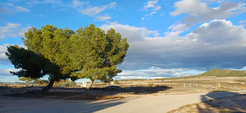 CASA DE CAMPO ADOSADA CON 2 COCHERAS CERRADAS INDEPENDIENTES Y EN YECLA