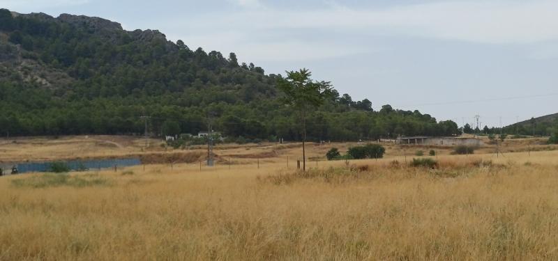 CAMPO JUNTO AL MONTE DEL CASTILLO CON TRASTEROS Y EN YECLA