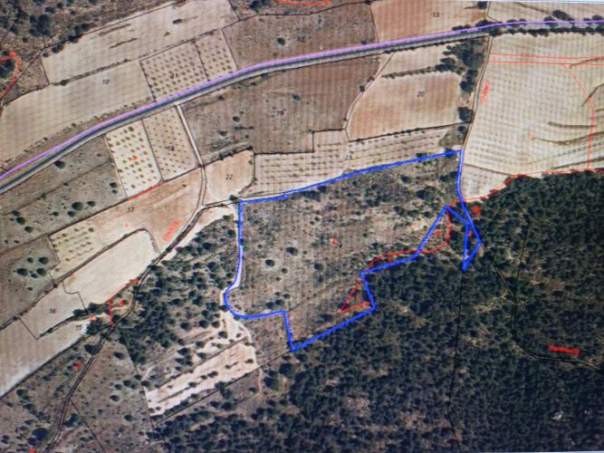 PARCELA DE TERRENO YERMO JUNTO A MONTE DE PINOS Y EN YECLA