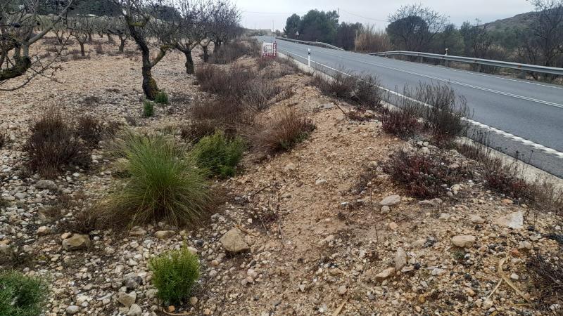 TERRENO RUSTICO A ORILLA DE LA CARRETERA DE CAUDETE Y EN YECLA